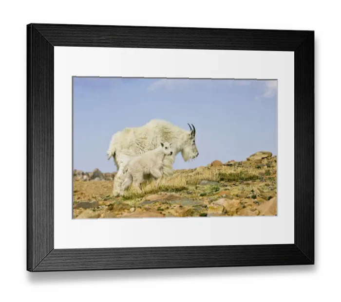 Framed Print : USA, North America, Colorado Framed Print : USA, North America, Colorado