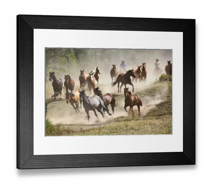 Framed Print : Horses running Framed Print : Horses running