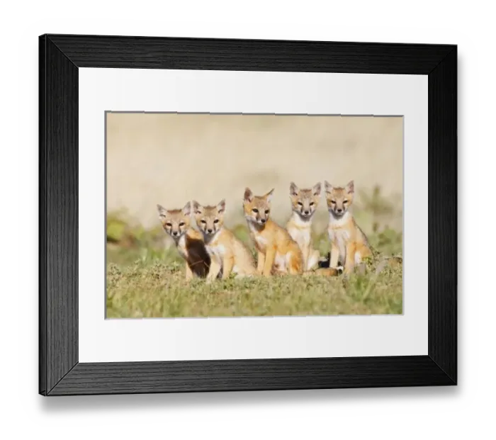 Framed Print : USA, North America, Colorado Framed Print : USA, North America, Colorado