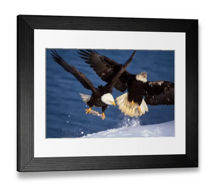 Framed Print : bald eagle, Haliaeetus leucocephalus, taking off from a snow bank with a fish in its talons