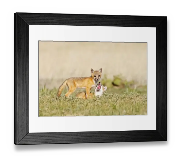 Framed Print : USA, North America, Colorado Framed Print : USA, North America, Colorado