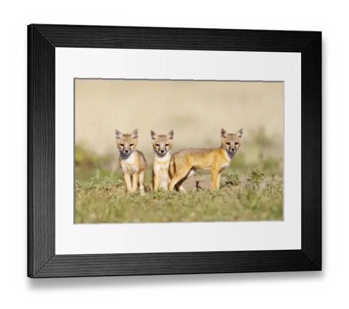 Framed Print : USA, North America, Colorado