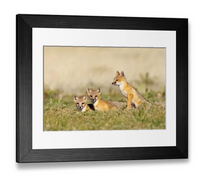 Framed Print : USA, North America, Colorado