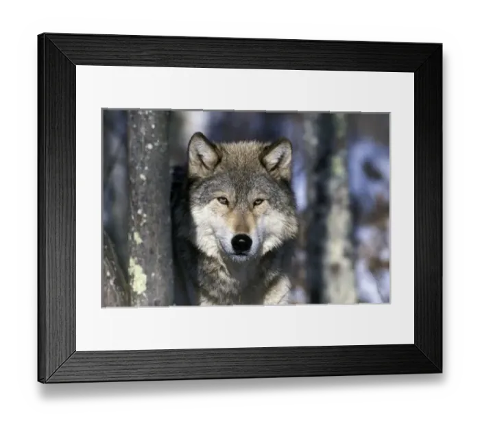 Framed Print : North America, USA, Minnesota. Wolf (Canis lupus)