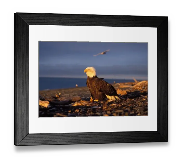 Framed Print : bald eagle, Haliaeetus leucocephalus, on a beach in Kachemak Bay, southcentral Alaska Framed Print : bald eagle, Haliaeetus leucocephalus, on a beach in Kachemak Bay, southcentral Alaska