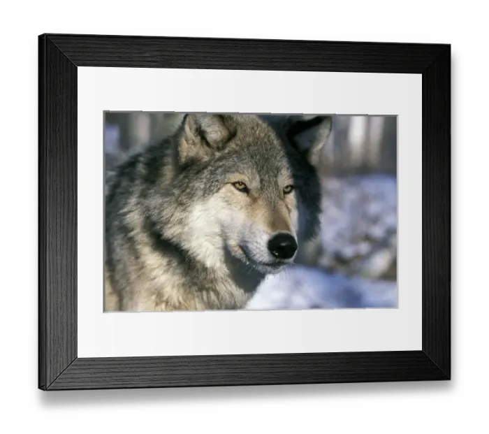 Framed Print : North America, USA, Minnesota. Wolf (Canis lupus) Framed Print : North America, USA, Minnesota. Wolf (Canis lupus)
