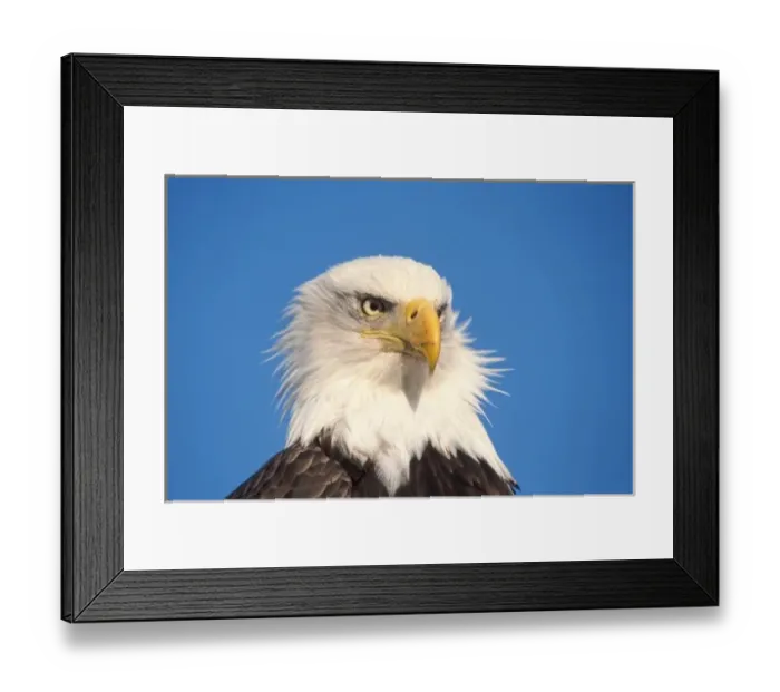 Framed Print : bald eagle, Haliaeetus leucocephalus, close up, Kachemak bay, southcentral Alaska