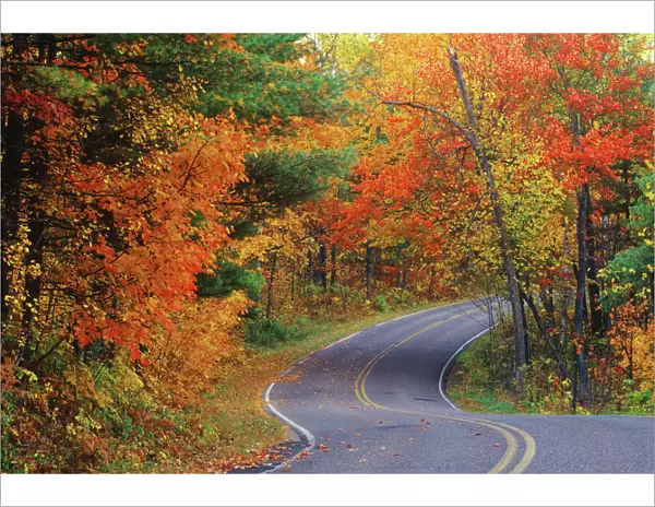 Autumn trees line roadway in Itasca State Park near Bemidji, Minnesota, USA