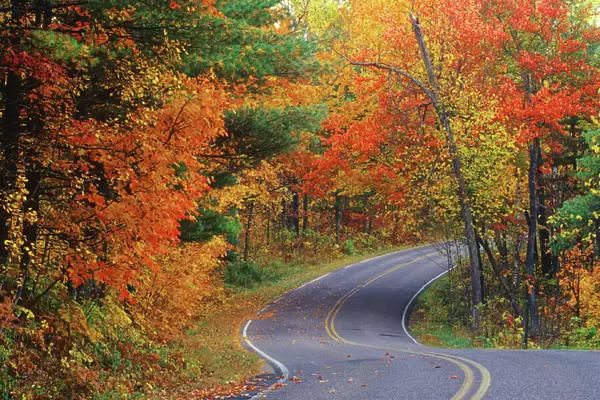 Autumn trees line roadway in Itasca State Park near Bemidji, Minnesota, USA