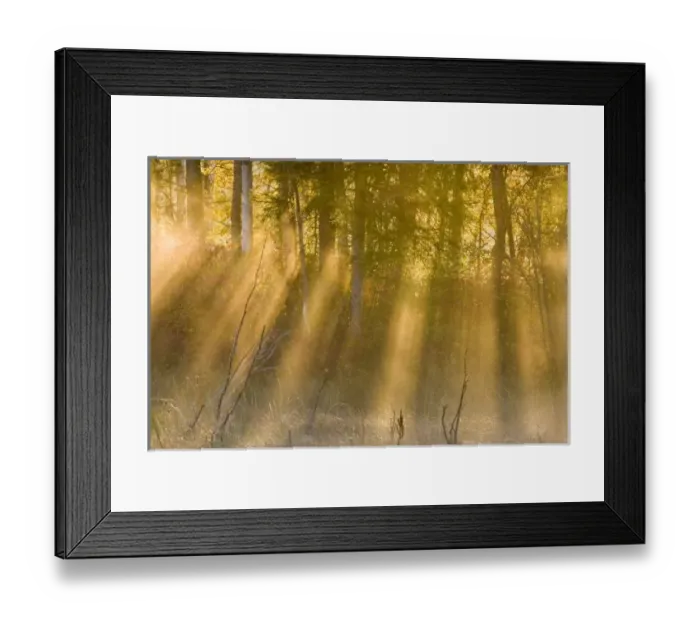 Framed Print : Foggy Sunrise Framed Print : Foggy Sunrise