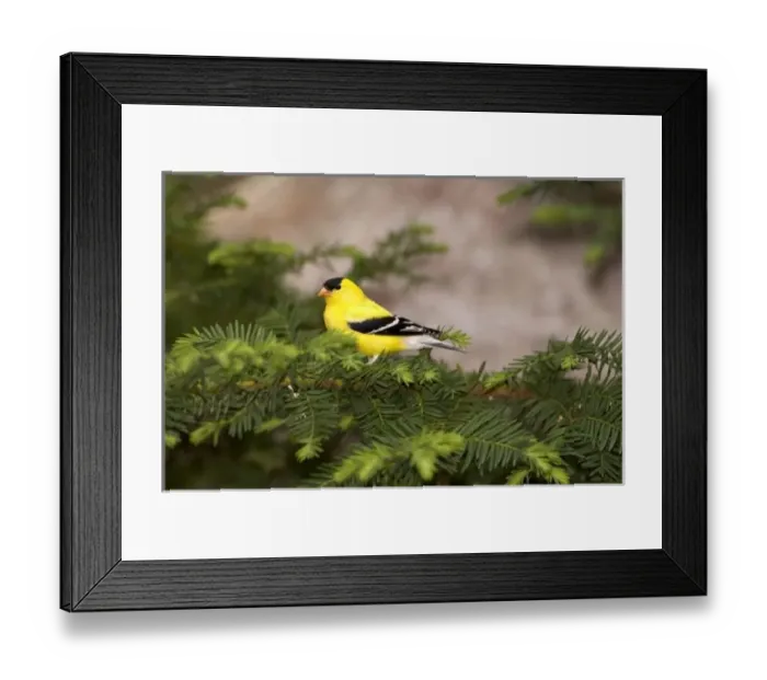 Framed Print : USA, North America, Minnesota Framed Print : USA, North America, Minnesota