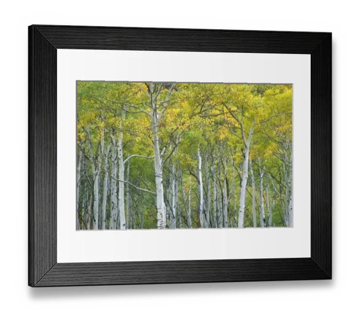 Framed Print : Autumn aspens in Framed Print : Autumn aspens in