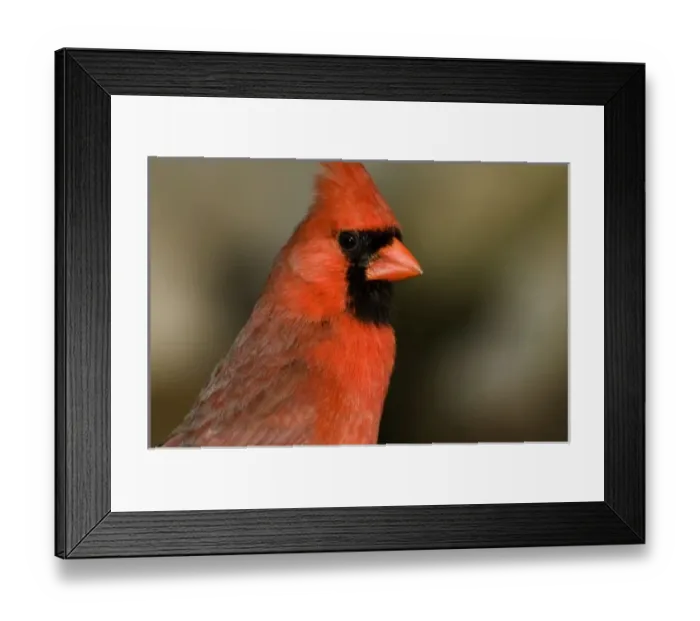 Framed Print : Northern Cardinal close up portrait Framed Print : Northern Cardinal close up portrait