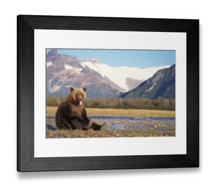 Framed Print : 004395. brown bear, Ursus arctos, grizzly bear