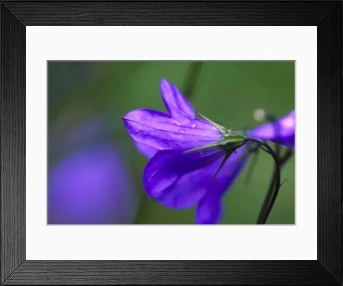 Framed Print : Bluebell flower in Independence Pass in Colorado