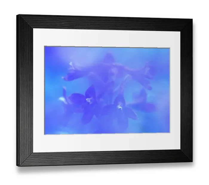 Framed Print : Delphinium closeup Framed Print : Delphinium closeup