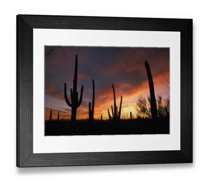 Framed Print : saguaro cacti, Carnegiea gigantea, after sunset in Saguaro National Park, Arizona Framed Print : saguaro cacti, Carnegiea gigantea, after sunset in Saguaro National Park, Arizona