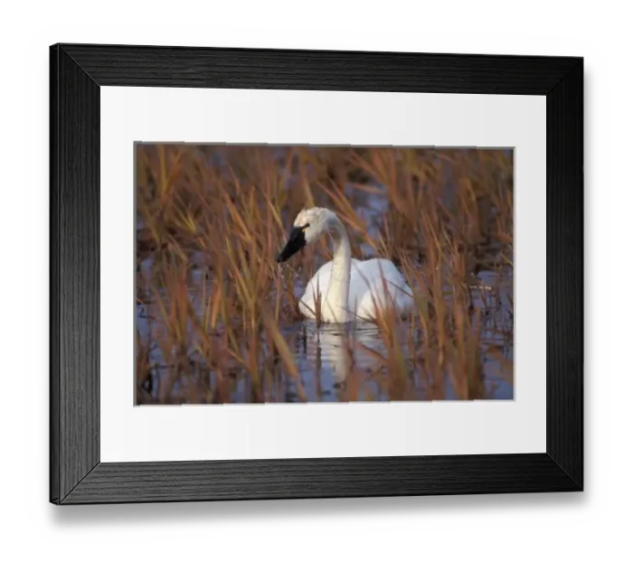 Framed Print : Whistling swan swimming in a pond, 1002 Coastal Plain of the Arctic National Wildlife Refuge