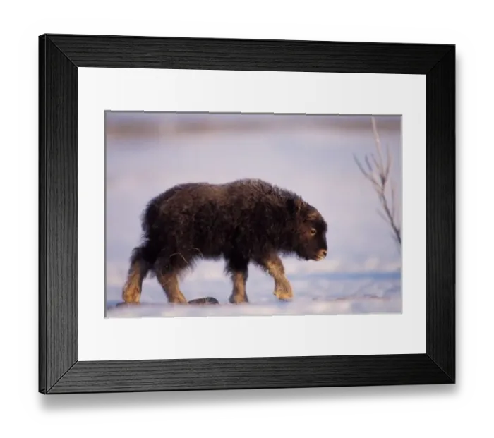 Framed Print : muskox, Ovibos moschatus, newborn calf walking on the coastal plain, North Slope