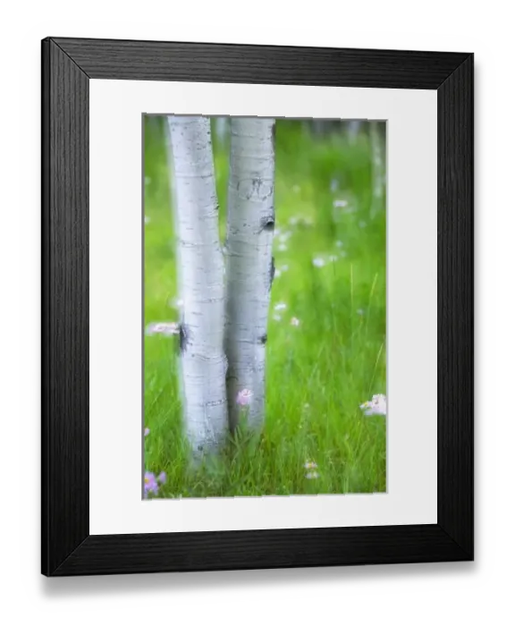 Framed Print : USA, Colorado, Lake City, Aspens and Wildflowers