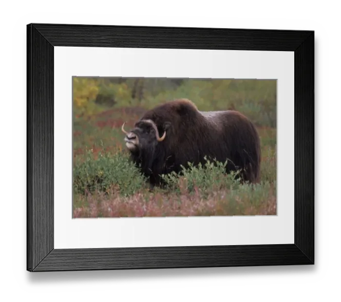 Framed Print : muskox bull scents the air in fall tundra, North Slope of the Brooks Range, Alaska Framed Print : muskox bull scents the air in fall tundra, North Slope of the Brooks Range, Alaska