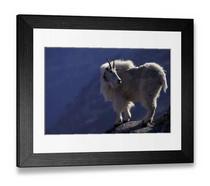 Framed Print : USA, Colorado, Mountain goat (Oreamnos americanus) on rocky ledge, in process of shedding Framed Print : USA, Colorado, Mountain goat (Oreamnos americanus) on rocky ledge, in process of shedding