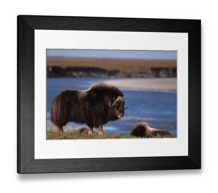 Framed Print : Muskox, cow along a river on coastal plain of North Slope, Brooks Range, Alaska Framed Print : Muskox, cow along a river on coastal plain of North Slope, Brooks Range, Alaska