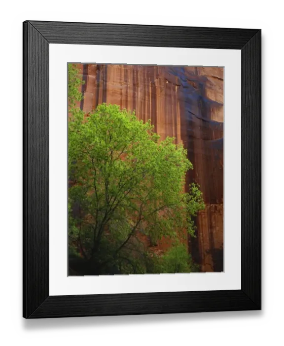 Framed Print : USA, Utah, Paria Canyon- Vermillion Cliffs Wilderness, Buckskin Gulch, Tree in front Framed Print : USA, Utah, Paria Canyon- Vermillion Cliffs Wilderness, Buckskin Gulch, Tree in front