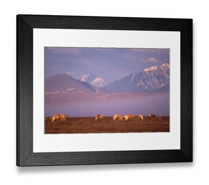 Framed Print : Barren ground caribou, Porcupine herd on calving grounds, 1002 coastal plain Arctic