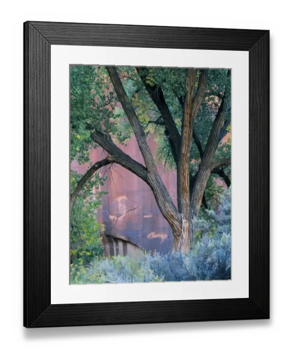 Framed Print : Glen Canyon National Recreation Area, Utah. USA. Fremont cottonwood (Populus fremonti) Framed Print : Glen Canyon National Recreation Area, Utah. USA. Fremont cottonwood (Populus fremonti)
