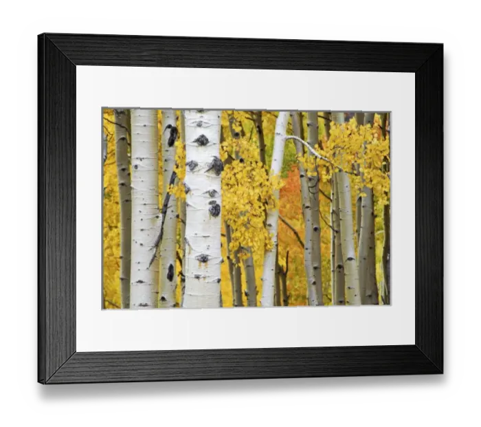 Framed Print : USA, North America, Colorado Framed Print : USA, North America, Colorado