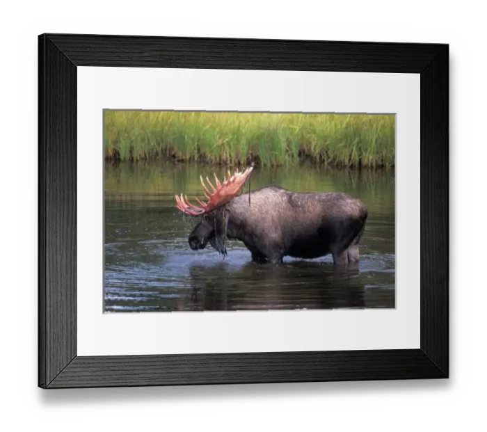 Framed Print : moose, bull in Framed Print : moose, bull in