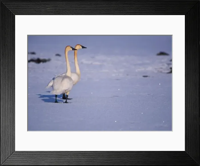 Framed Print : USA, Alaska, whistling swan adults, central Arctic coastal plain. North Slope of