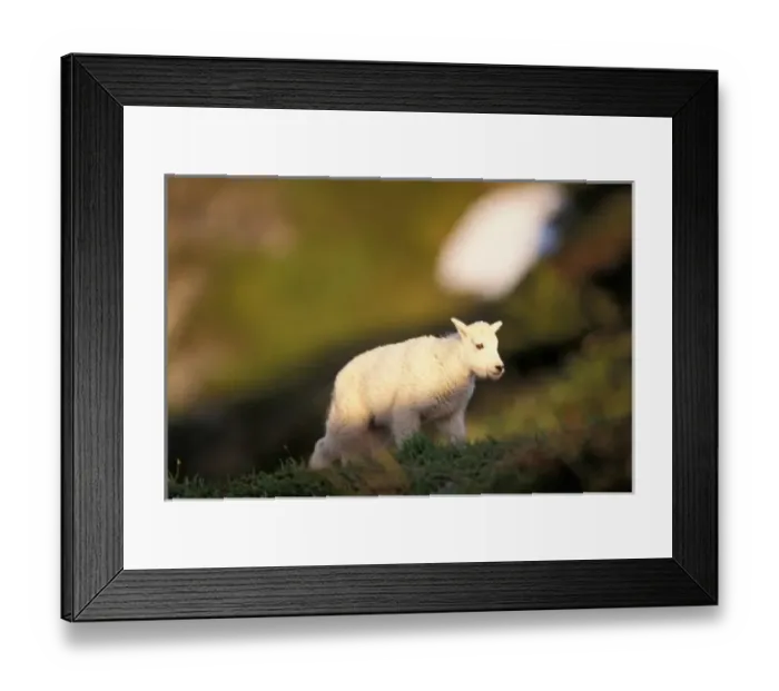 Framed Print : mountain goat, Oreamnos americanus, kid on a hillside off Exit Glacier, Kenai Fjords National Park