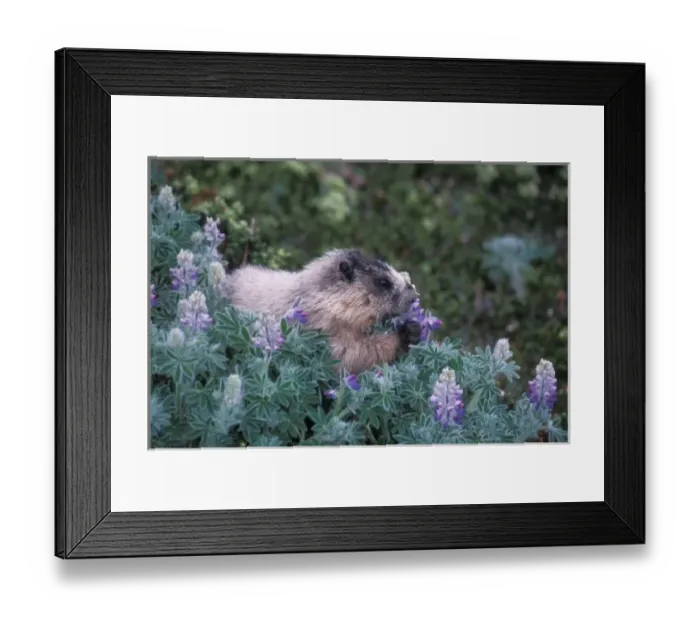 Framed Print : Hoary marmot feeding on silky lupine, Exit Glacier, Kenai Fjords National Park, Alaska