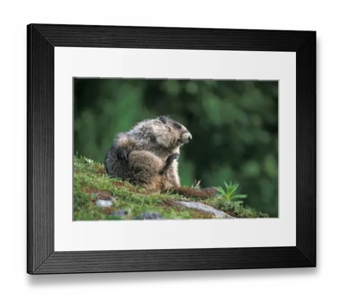 Framed Print : hoary marmot, Marmota caligata, scratches itself, Exit Glacier, Kenai Fjords National Park Framed Print : hoary marmot, Marmota caligata, scratches itself, Exit Glacier, Kenai Fjords National Park