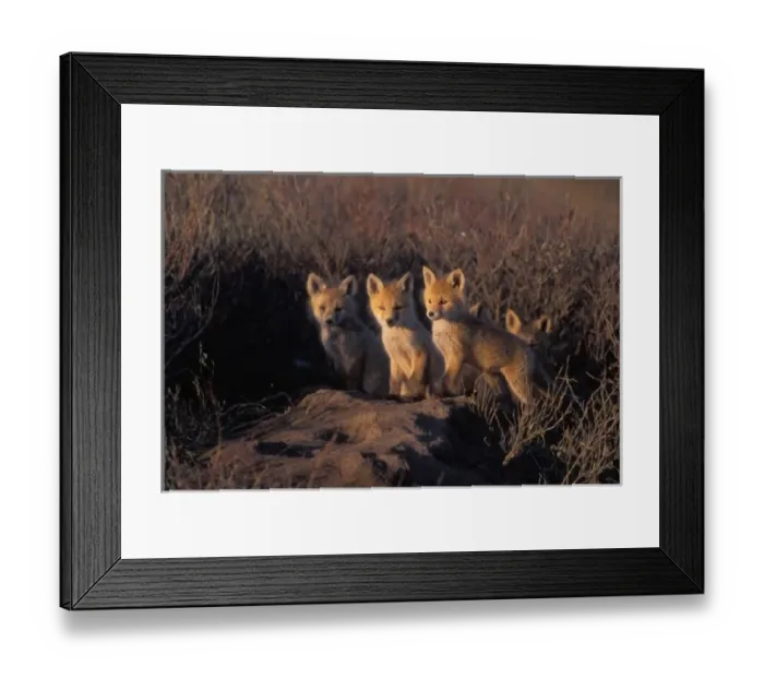 Framed Print : red fox, Vulpes vulpes, kits outside their den, 1002 coastal plain of the Arctic Framed Print : red fox, Vulpes vulpes, kits outside their den, 1002 coastal plain of the Arctic