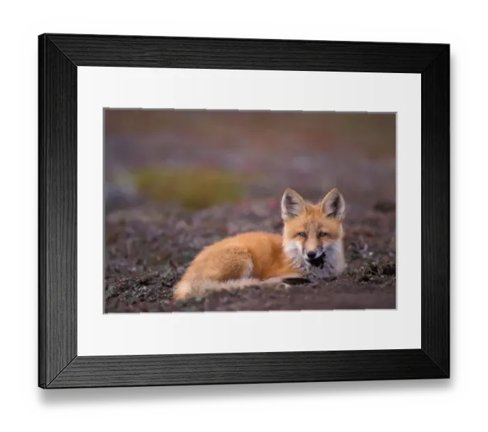 Framed Print : NA, USA, Alaska, red fox, Vulpes vulpes, in fall tundra colors on the central North Framed Print : NA, USA, Alaska, red fox, Vulpes vulpes, in fall tundra colors on the central North