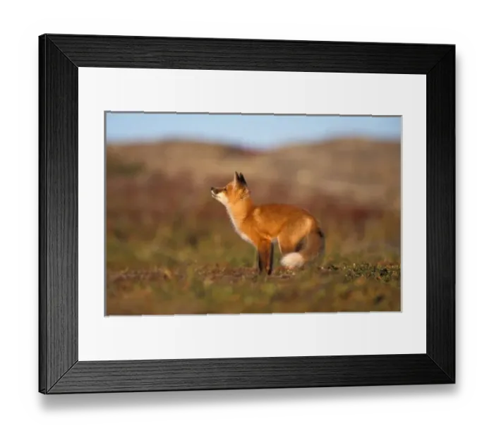 Framed Print : USA, Alaska, red fox, fall tundra colors, North Slopes of the Brooks Range Framed Print : USA, Alaska, red fox, fall tundra colors, North Slopes of the Brooks Range