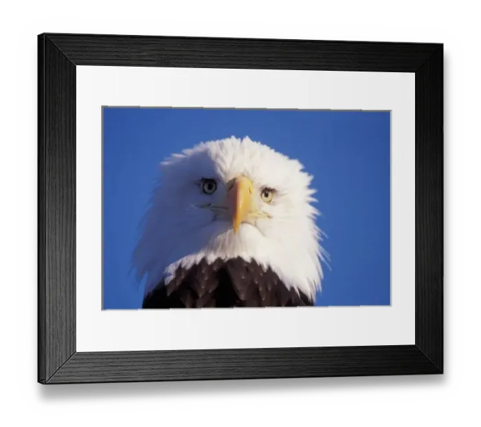Framed Print : bald eagle, Haliaeetus leucocephalus, head shot, Kachamack bay, southcentral Alaska Framed Print : bald eagle, Haliaeetus leucocephalus, head shot, Kachamack bay, southcentral Alaska