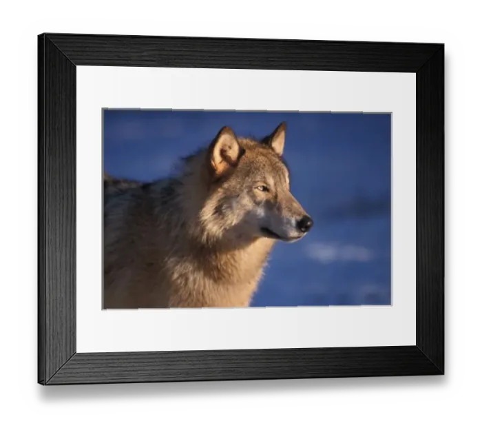 Framed Print : gray wolf, Canis lupus, in the foothills of the Takshanuk mountains, northern southeast