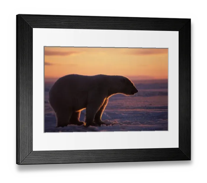 Framed Print : Polar bear silhouette Framed Print : Polar bear silhouette