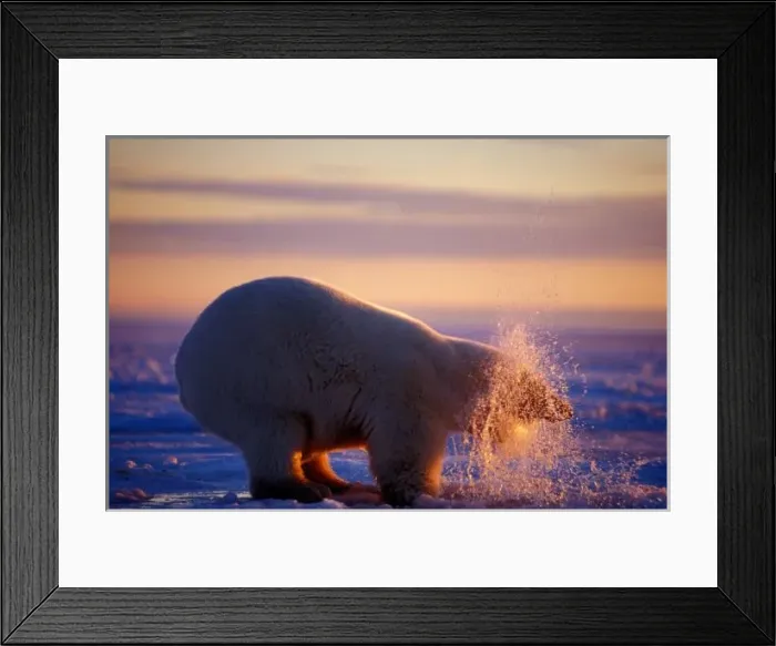 Framed Print : Polar bear pulling its head out of a hole in the ice, sunrise, 1002 coastal plain Framed Print : Polar bear pulling its head out of a hole in the ice, sunrise, 1002 coastal plain
