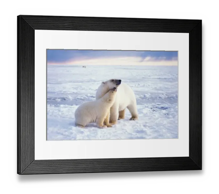 Framed Print : Polar bear sow with cub, pack ice of the frozen coastal plain, 1002 area, Arctic Framed Print : Polar bear sow with cub, pack ice of the frozen coastal plain, 1002 area, Arctic