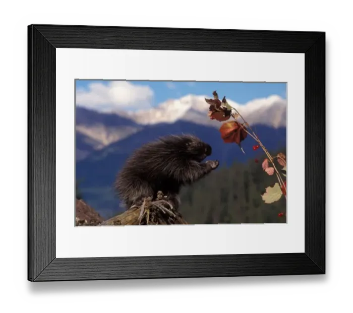 Framed Print : Common porcupine eating Alaskan high brush cranberries in foothills of Takshanuk mountains Framed Print : Common porcupine eating Alaskan high brush cranberries in foothills of Takshanuk mountains