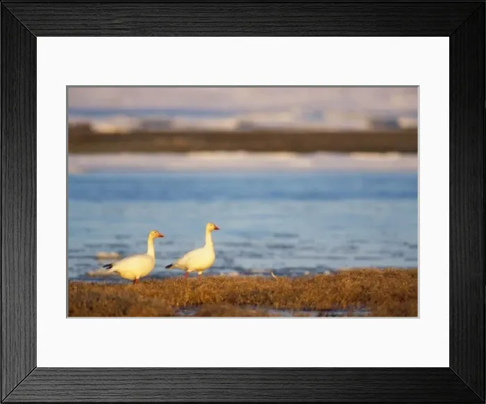Framed Print : snow geese, Chen caerulescens, pair on a frozen pond along the coast of the central Arctic Framed Print : snow geese, Chen caerulescens, pair on a frozen pond along the coast of the central Arctic