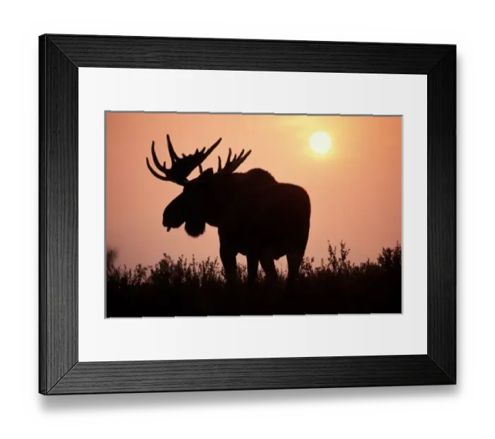 Framed Print : moose, Alces alces