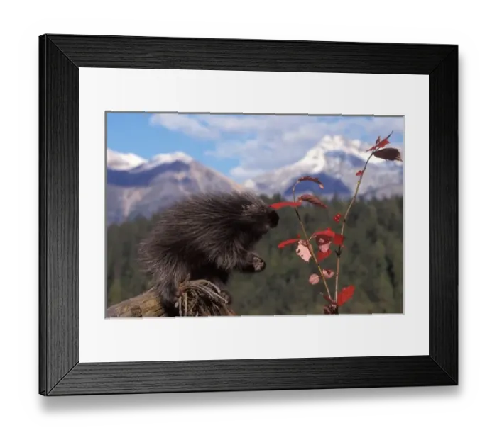 Framed Print : Common porcupine feeding on high brush cranberry leaves, foothills of Takshanuk mountains