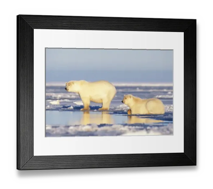 Framed Print : Polar bear sow with cub, pack ice, coastal plain, 1002 area, Arctic National Wildlife Refuge Framed Print : Polar bear sow with cub, pack ice, coastal plain, 1002 area, Arctic National Wildlife Refuge