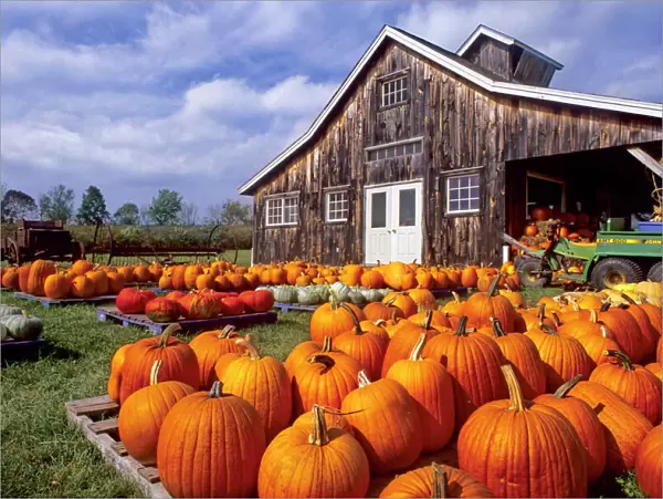 USA, Vermont, Shelbourne, Pumpkins